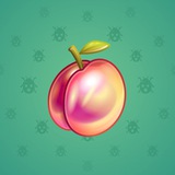 Precious Peach #2646 Precious Peach #2646