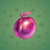 Precious Peach #1781