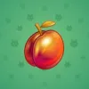 Precious Peach #953